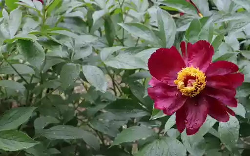 Crimson Flower from Chrome web store to be run with OffiDocs Chromium online Crimson Flower from Chrome web store to be run with OffiDocs Chromium online