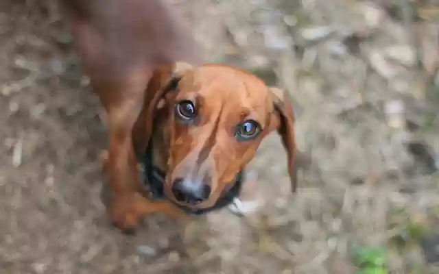 dackel puppy from Chrome web store to be run with OffiDocs Chromium online dackel puppy from Chrome web store to be run with OffiDocs Chromium online