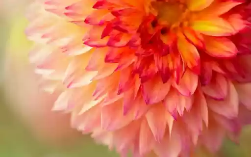 Dahlia Petals from Chrome web store to be run with OffiDocs Chromium online Dahlia Petals from Chrome web store to be run with OffiDocs Chromium online