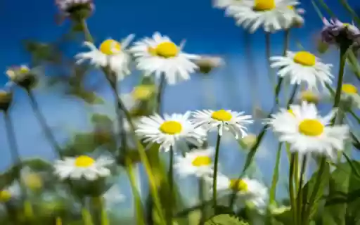 Daisies Bright, Skys Azure Kiss from Chrome web store to be run with OffiDocs Chromium online Daisies Bright, Skys Azure Kiss from Chrome web store to be run with OffiDocs Chromium online