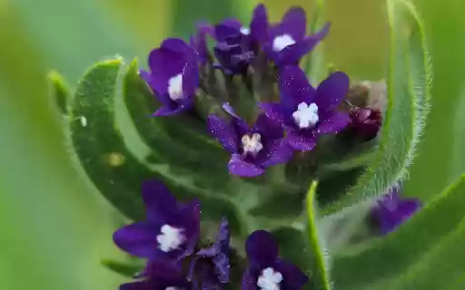 Dark Green Flowers and Hairy Leaves from Chrome web store to be run with OffiDocs Chromium online Dark Green Flowers and Hairy Leaves from Chrome web store to be run with OffiDocs Chromium online