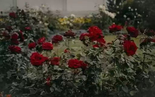 Deep Crimson Roses in Garden Setting from Chrome web store to be run with OffiDocs Chromium online Deep Crimson Roses in Garden Setting from Chrome web store to be run with OffiDocs Chromium online