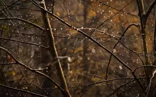 Dew Covered Branches in Autumn Forest from Chrome web store to be run with OffiDocs Chromium online Dew Covered Branches in Autumn Forest from Chrome web store to be run with OffiDocs Chromium online