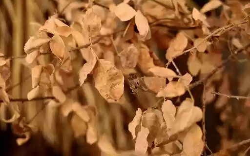 Dried persimmon tree from Chrome web store to be run with OffiDocs Chromium online Dried persimmon tree from Chrome web store to be run with OffiDocs Chromium online