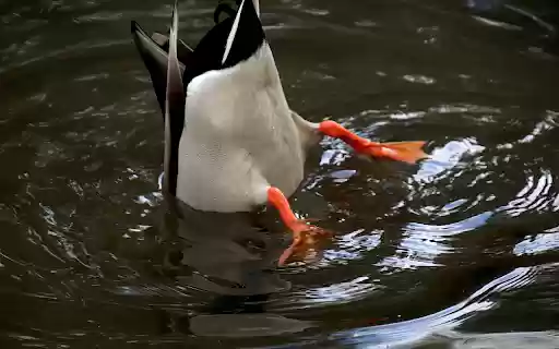 Duck hunting from Chrome web store to be run with OffiDocs Chromium online Duck hunting from Chrome web store to be run with OffiDocs Chromium online