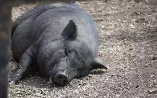Fat Pig from Chrome web store to be run with OffiDocs Chromium online Fat Pig from Chrome web store to be run with OffiDocs Chromium online