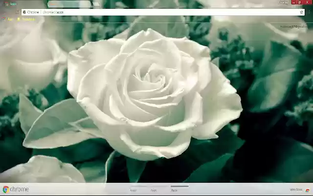 Flower Rose White Flower from Chrome web store to be run with OffiDocs Chromium online Flower Rose White Flower from Chrome web store to be run with OffiDocs Chromium online