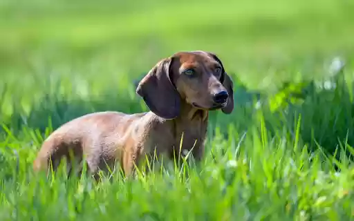 Golden Dwarf Dog from Chrome web store to be run with OffiDocs Chromium online Golden Dwarf Dog from Chrome web store to be run with OffiDocs Chromium online