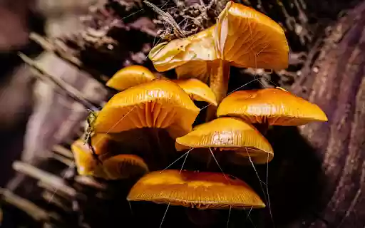 Golden mushrooms from Chrome web store to be run with OffiDocs Chromium online Golden mushrooms from Chrome web store to be run with OffiDocs Chromium online
