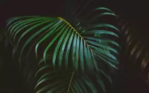 Green coconut branches from Chrome web store to be run with OffiDocs Chromium online Green coconut branches from Chrome web store to be run with OffiDocs Chromium online