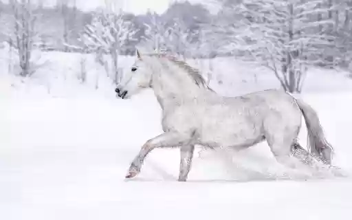 Horses walking on snow from Chrome web store to be run with OffiDocs Chromium online Horses walking on snow from Chrome web store to be run with OffiDocs Chromium online
