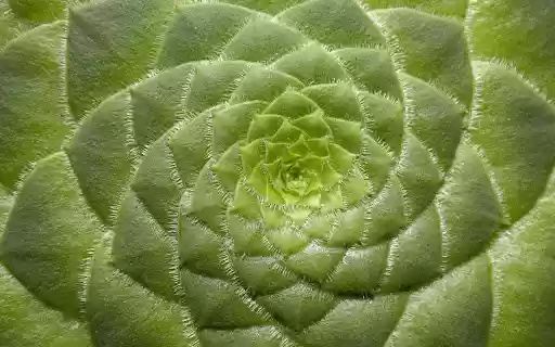 Instant flower from Chrome web store to be run with OffiDocs Chromium online Instant flower from Chrome web store to be run with OffiDocs Chromium online