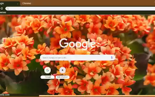 Kalanchoe from Chrome web store to be run with OffiDocs Chromium online Kalanchoe from Chrome web store to be run with OffiDocs Chromium online