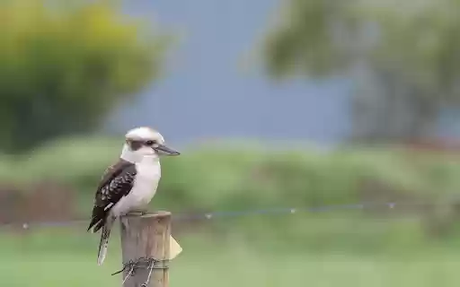 Kookaburra on Post from Chrome web store to be run with OffiDocs Chromium online Kookaburra on Post from Chrome web store to be run with OffiDocs Chromium online