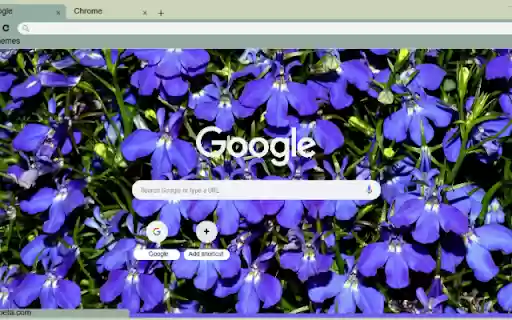 Lobelia from Chrome web store to be run with OffiDocs Chromium online Lobelia from Chrome web store to be run with OffiDocs Chromium online