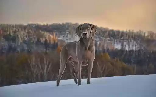 Lone Dog in Snowy Wilderness from Chrome web store to be run with OffiDocs Chromium online Lone Dog in Snowy Wilderness from Chrome web store to be run with OffiDocs Chromium online