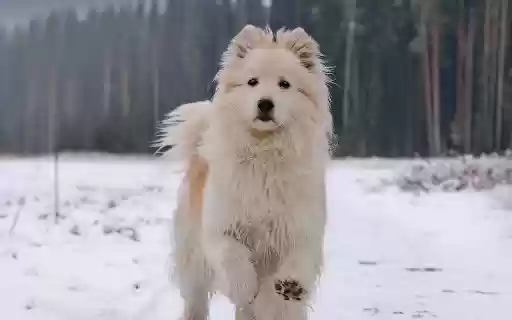 Long haired white dog from Chrome web store to be run with OffiDocs Chromium online Long haired white dog from Chrome web store to be run with OffiDocs Chromium online