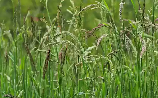 Lush grass and trees from Chrome web store to be run with OffiDocs Chromium online Lush grass and trees from Chrome web store to be run with OffiDocs Chromium online