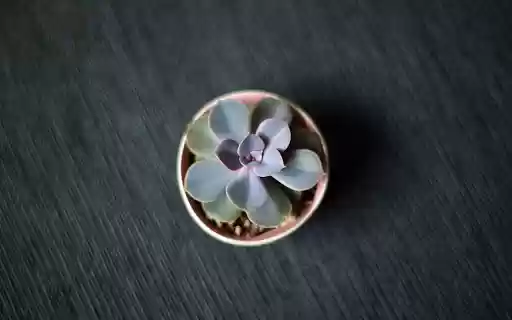 Minimal Succulent from Chrome web store to be run with OffiDocs Chromium online Minimal Succulent from Chrome web store to be run with OffiDocs Chromium online
