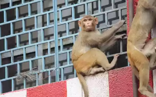 Monkey climbing from Chrome web store to be run with OffiDocs Chromium online Monkey climbing from Chrome web store to be run with OffiDocs Chromium online