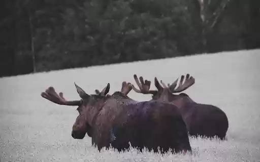 Moose in the Misty Meadow from Chrome web store to be run with OffiDocs Chromium online Moose in the Misty Meadow from Chrome web store to be run with OffiDocs Chromium online