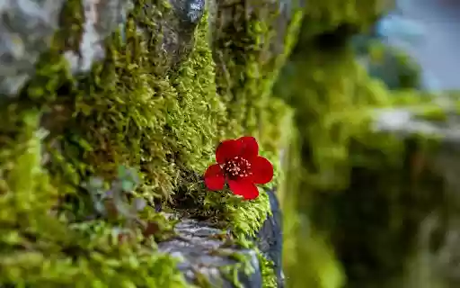 Moss wall from Chrome web store to be run with OffiDocs Chromium online Moss wall from Chrome web store to be run with OffiDocs Chromium online