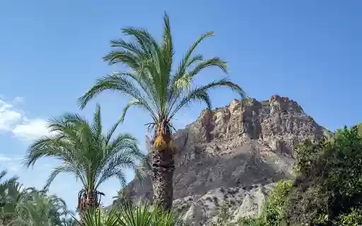 Mountain coconut palm tree from Chrome web store to be run with OffiDocs Chromium online Mountain coconut palm tree from Chrome web store to be run with OffiDocs Chromium online