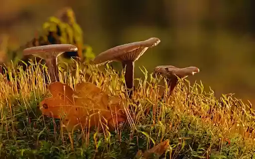 MUSHROOM Theme from Chrome web store to be run with OffiDocs Chromium online MUSHROOM Theme from Chrome web store to be run with OffiDocs Chromium online