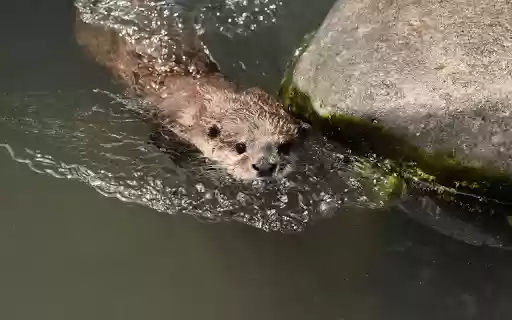 Otter Swimming in the Stream from Chrome web store to be run with OffiDocs Chromium online Otter Swimming in the Stream from Chrome web store to be run with OffiDocs Chromium online