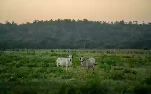 pair of white goats from Chrome web store to be run with OffiDocs Chromium online pair of white goats from Chrome web store to be run with OffiDocs Chromium online