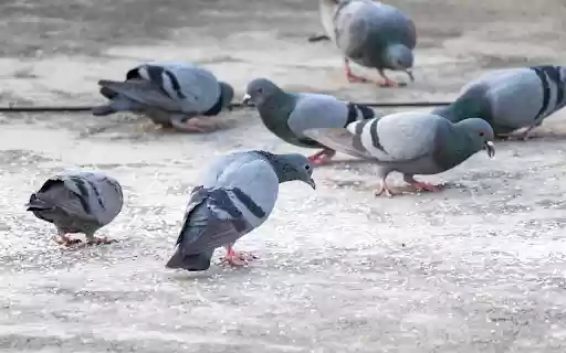 Pigeons eat rice from Chrome web store to be run with OffiDocs Chromium online Pigeons eat rice from Chrome web store to be run with OffiDocs Chromium online