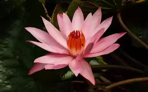Pink lily blooms from Chrome web store to be run with OffiDocs Chromium online Pink lily blooms from Chrome web store to be run with OffiDocs Chromium online
