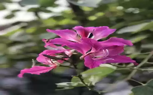 Pink Northwest Bauhinia Flower Wallpaper from Chrome web store to be run with OffiDocs Chromium online Pink Northwest Bauhinia Flower Wallpaper from Chrome web store to be run with OffiDocs Chromium online