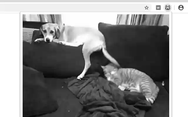 Pretty Kitty from Chrome web store to be run with OffiDocs Chromium online Pretty Kitty from Chrome web store to be run with OffiDocs Chromium online