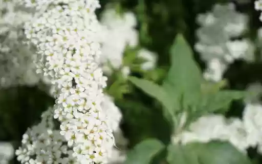 Pretty White Flower Branch from Chrome web store to be run with OffiDocs Chromium online Pretty White Flower Branch from Chrome web store to be run with OffiDocs Chromium online