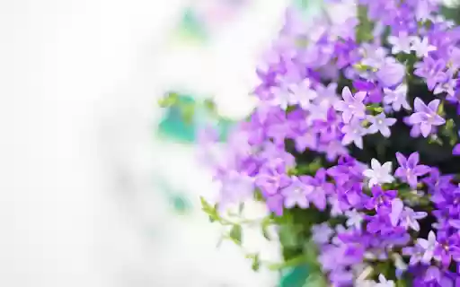 Purple and white lavender from Chrome web store to be run with OffiDocs Chromium online Purple and white lavender from Chrome web store to be run with OffiDocs Chromium online