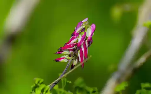 Purple Flower Branch from Chrome web store to be run with OffiDocs Chromium online Purple Flower Branch from Chrome web store to be run with OffiDocs Chromium online