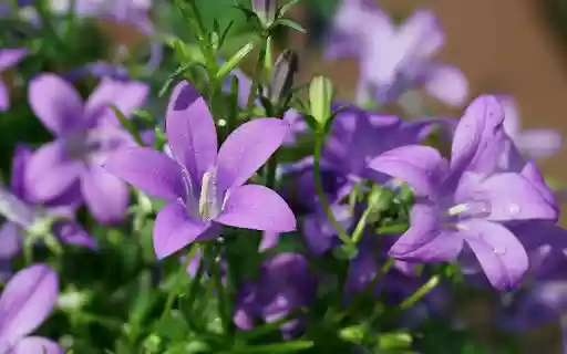 Purple flowers with white pistils from Chrome web store to be run with OffiDocs Chromium online Purple flowers with white pistils from Chrome web store to be run with OffiDocs Chromium online