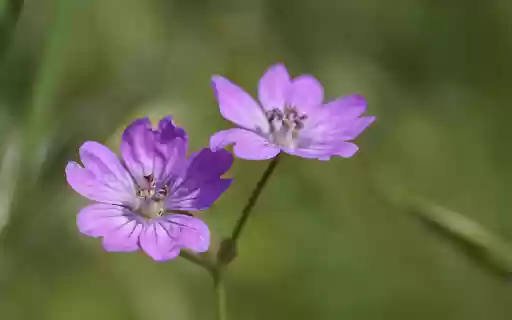 Purple Petals from Chrome web store to be run with OffiDocs Chromium online Purple Petals from Chrome web store to be run with OffiDocs Chromium online