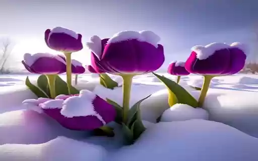 Purple tulips on snow wallpaper from Chrome web store to be run with OffiDocs Chromium online Purple tulips on snow wallpaper from Chrome web store to be run with OffiDocs Chromium online