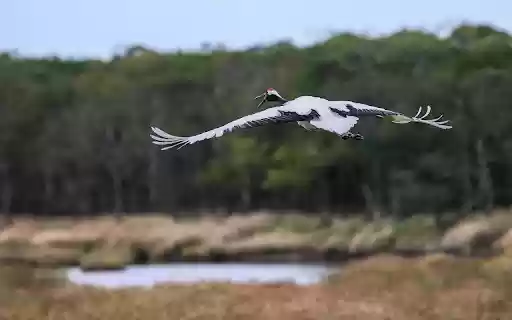 Red crowned Crane Flying from Chrome web store to be run with OffiDocs Chromium online Red crowned Crane Flying from Chrome web store to be run with OffiDocs Chromium online