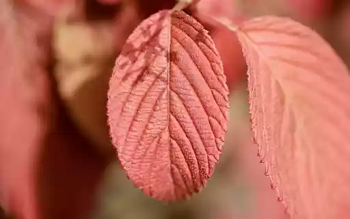 Red leaf from Chrome web store to be run with OffiDocs Chromium online Red leaf from Chrome web store to be run with OffiDocs Chromium online
