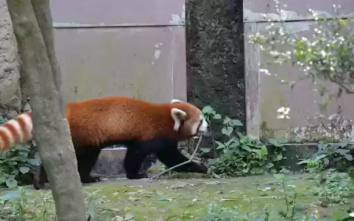 Red panda and striped tail. from Chrome web store to be run with OffiDocs Chromium online Red panda and striped tail. from Chrome web store to be run with OffiDocs Chromium online