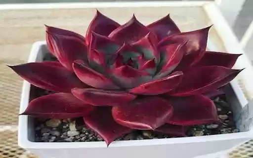 red succulent wallpaper from Chrome web store to be run with OffiDocs Chromium online red succulent wallpaper from Chrome web store to be run with OffiDocs Chromium online