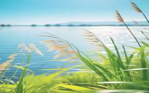 Reeds stretching in the wind Wallpaper from Chrome web store to be run with OffiDocs Chromium online Reeds stretching in the wind Wallpaper from Chrome web store to be run with OffiDocs Chromium online