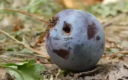 Ripe fruit and ants from Chrome web store to be run with OffiDocs Chromium online Ripe fruit and ants from Chrome web store to be run with OffiDocs Chromium online