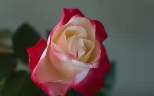 Roses bloom bright pink from Chrome web store to be run with OffiDocs Chromium online Roses bloom bright pink from Chrome web store to be run with OffiDocs Chromium online