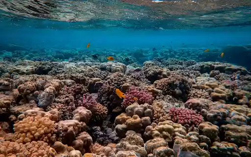 Scenic Photo of Coral Reef from Chrome web store to be run with OffiDocs Chromium online Scenic Photo of Coral Reef from Chrome web store to be run with OffiDocs Chromium online