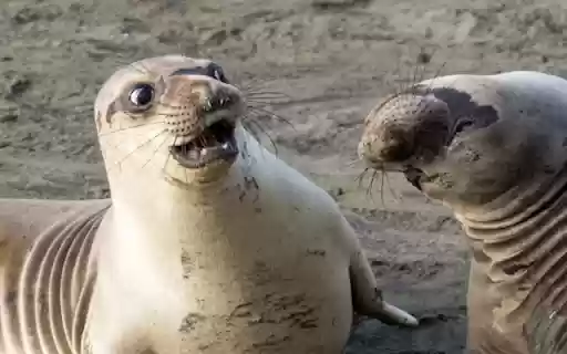 Seal: The Playful and Agile Ocean Swimmer from Chrome web store to be run with OffiDocs Chromium online Seal: The Playful and Agile Ocean Swimmer from Chrome web store to be run with OffiDocs Chromium online