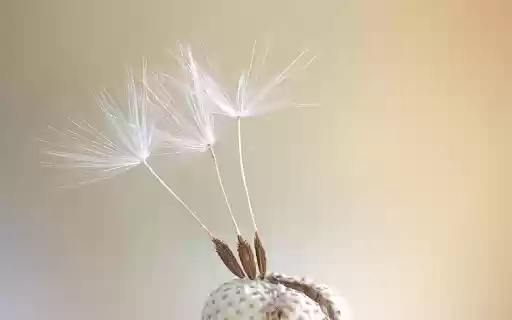 Seeds bloom from Chrome web store to be run with OffiDocs Chromium online Seeds bloom from Chrome web store to be run with OffiDocs Chromium online